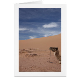 Camel at the Dunes