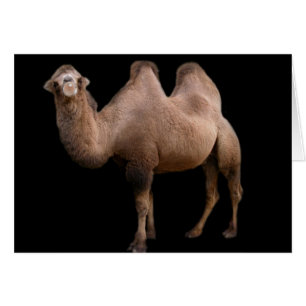 Camel Bubble