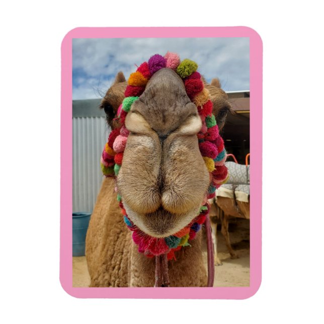 Camel Cuteness Pink Magnet (Vertical)