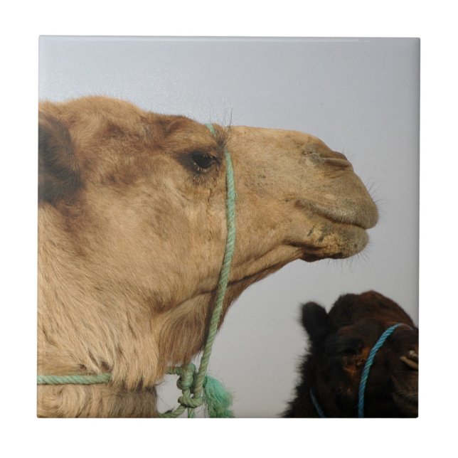 Camel Desert Middle East Peace Love Nature Destiny Tile (Front)