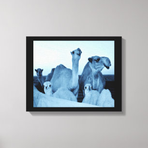 Camel Family Canvas Print