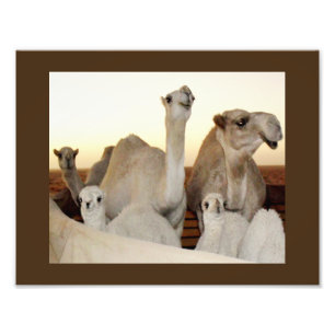 Camel Family Photo Print