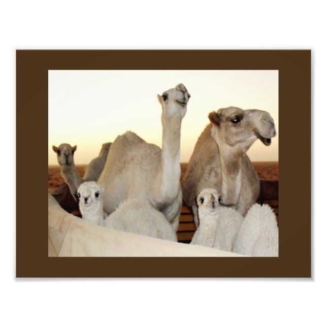 Camel Family Photo Print (Front)