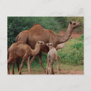 Camel Family Postcard