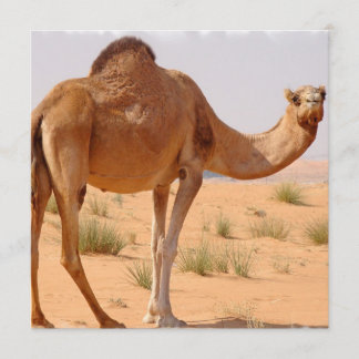 Camel for Arabs for Invitation