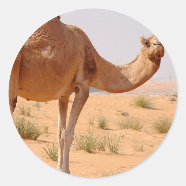 Camel for Arabs Stickers (Front)