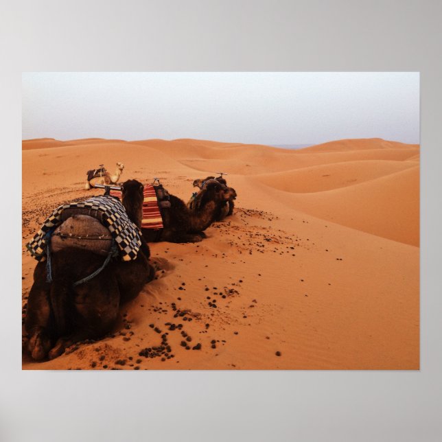 Camel from the back poster (Front)