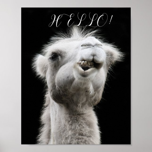 CAMEL HELLO  POSTER (Front)