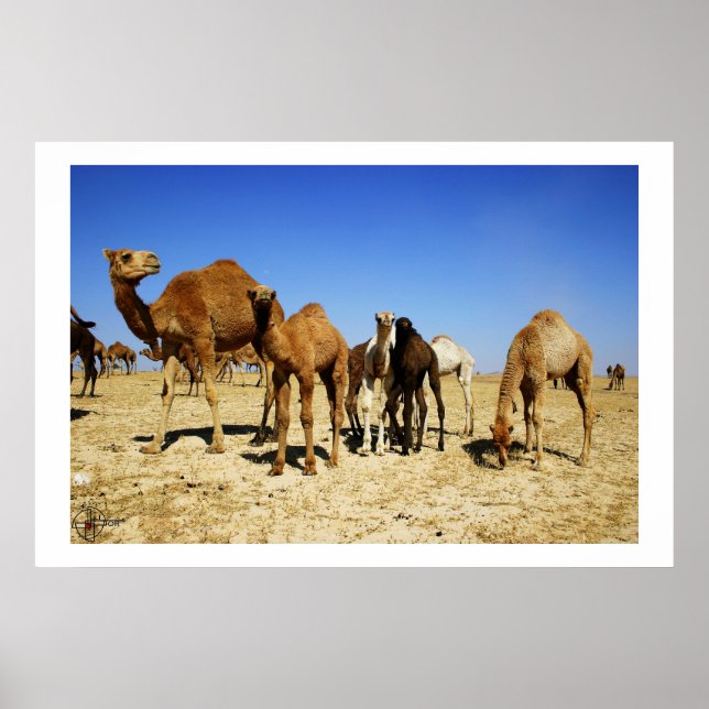 Camel herd poster (Front)