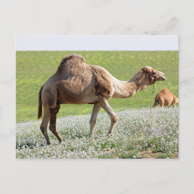 Camel in a green blossoming field postcard (Front)