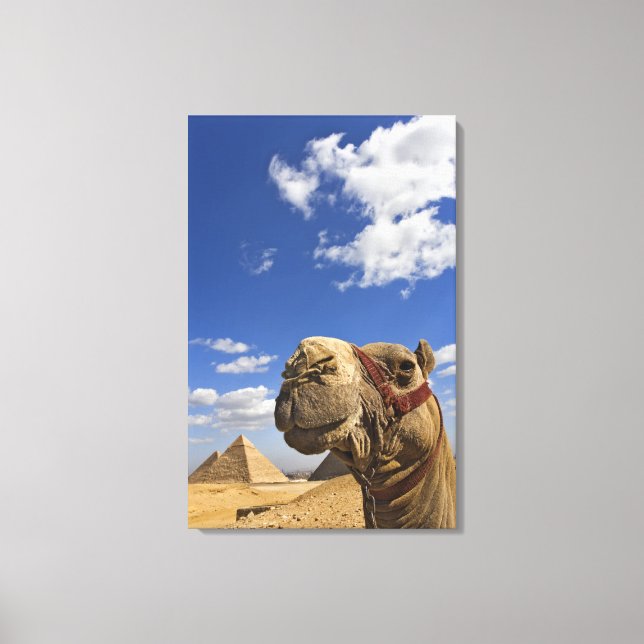 Camel in front of the pyramids of Giza, Egypt, Canvas Print (Front)