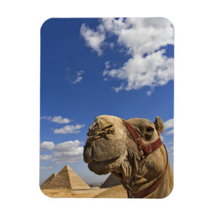 Camel in front of the pyramids of Giza, Egypt, Magnet