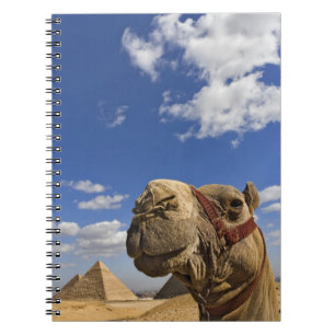 Camel in front of the pyramids of Giza, Egypt, Notebook