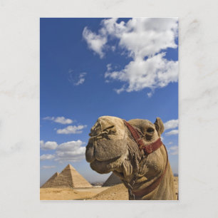 Camel in front of the pyramids of Giza, Egypt, Postcard