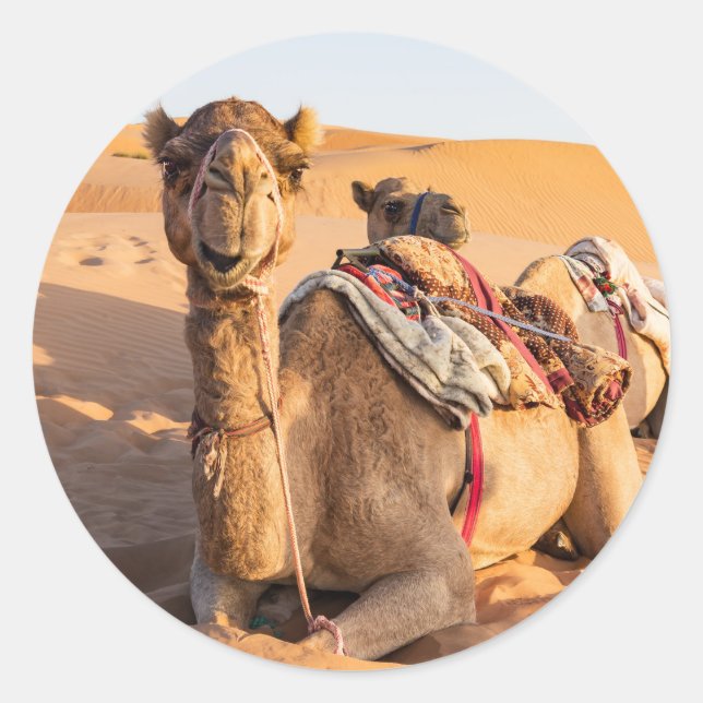 Camel in Oman desert Classic Round Sticker (Front)