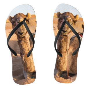 Camel in Oman desert Jandals