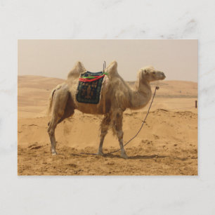 Camel in the desert postcard