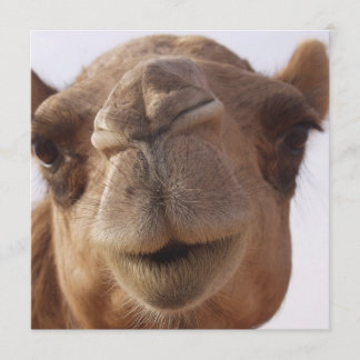 Camel Invitation