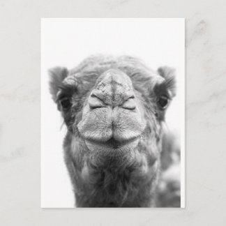 Camel Kisses Fun Closeup Photo Postcard