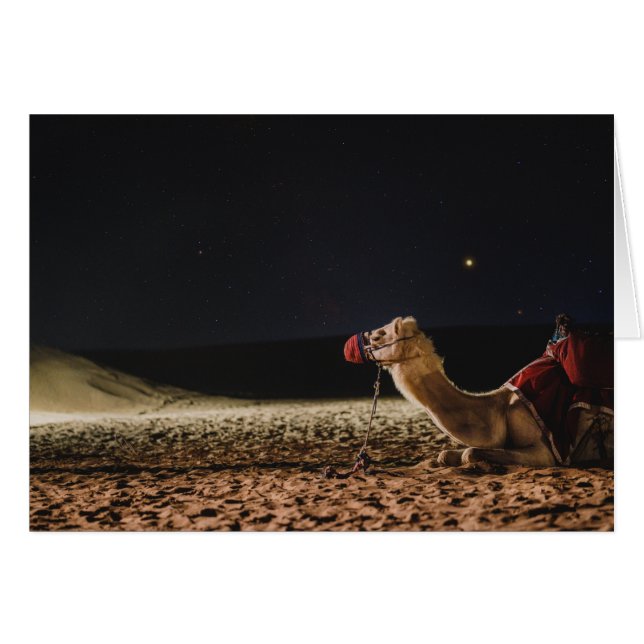 Camel Lying In The Midnight Skies (Front Horizontal)