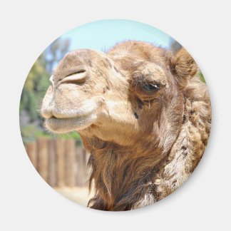 Camel Magnet