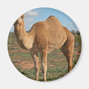Camel Magnet