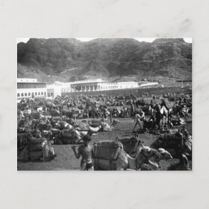 Camel Market, Aden, Yemen 1902 Postcard