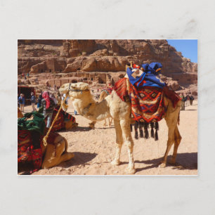 Camel Middle East Nature Animals Destiny Gifts Postcard