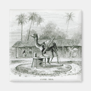 Camel Mill, from 'Travels in Africa' Magnet