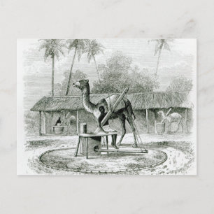 Camel Mill, from 'Travels in Africa' Postcard
