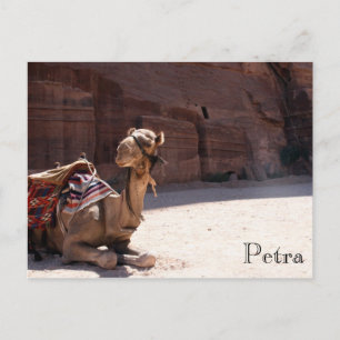 camel petra postcard