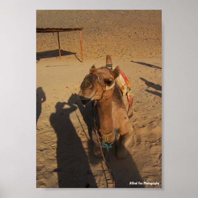 Camel Photoshoot Poster (Front)