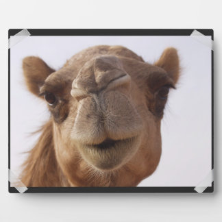Camel Plaque