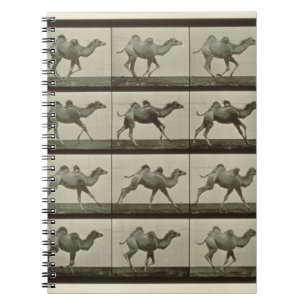 Camel, plate from 'Animal Locomotion', 1887 (b/w p Spiral Notebook