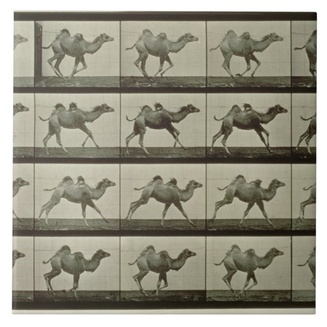Camel, plate from 'Animal Locomotion', 1887 (b/w p Tile (Front)