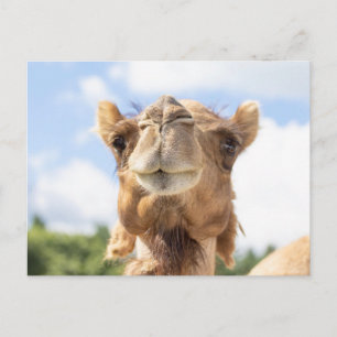 Camel Portrait Animal Photography Wildlife Postcard