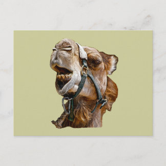 Camel Postcard