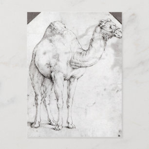 Camel Postcard