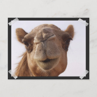 Camel Postcard