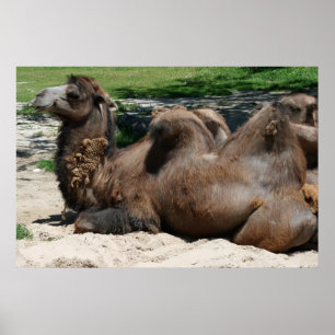 Camel Poster