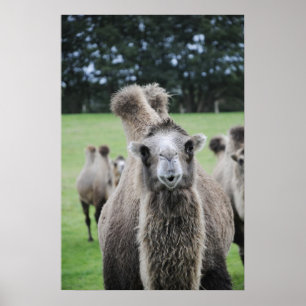 Camel Poster
