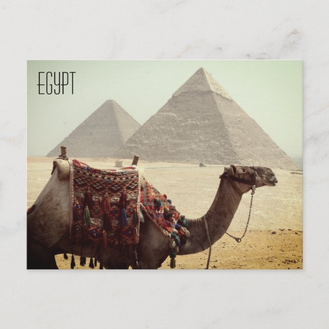 camel pyramid egypt postcard (Front)