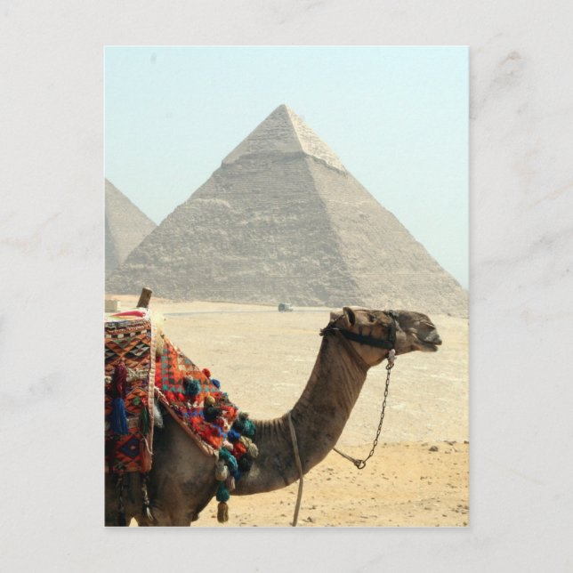 camel pyramid postcard (Front)