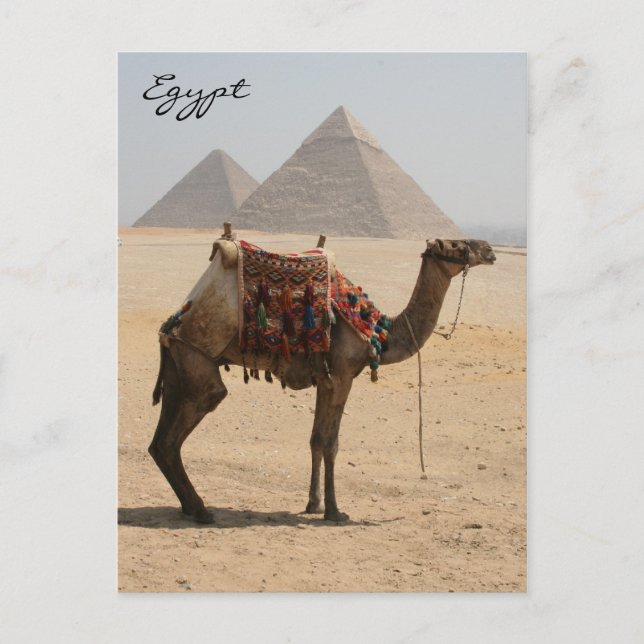 camel show pyramid postcard (Front)