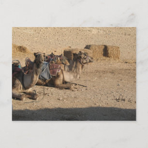 Camel Sitting - Customised Postcard