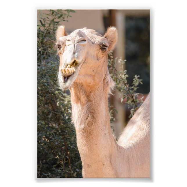 Camel staring while chewing photo print (Front)