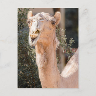Camel staring while chewing postcard