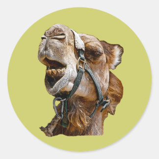 Camel Stickers