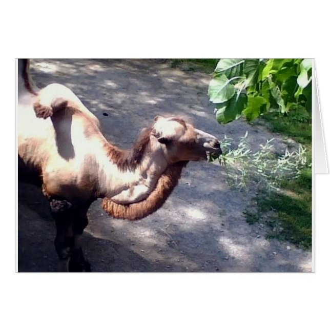 Camel Time! Zoo Animals (Front Horizontal)
