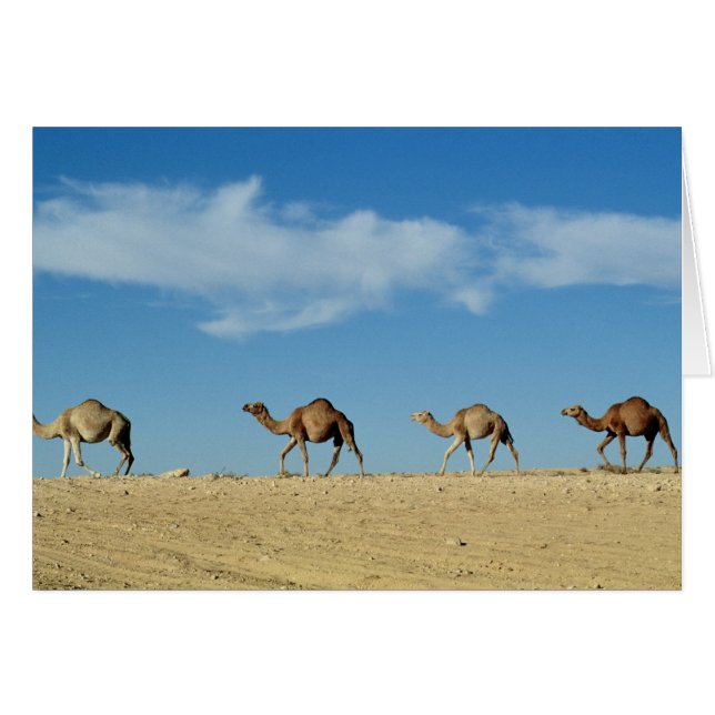 Camel train (Front Horizontal)